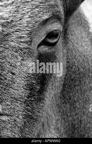 Horse's eye Stock Photo