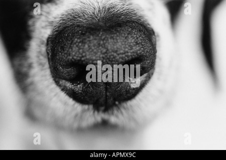Dog's nose Stock Photo