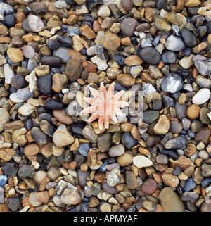 Starfish on pebble beach Stock Photo