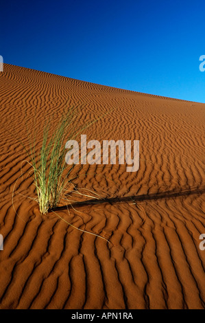 Grass and sand Stock Photo