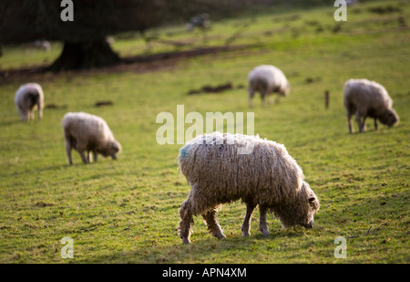 A flock of Cotswold lion sheep in the winter Colesbourne Estate Gloucestershire UK Stock Photo