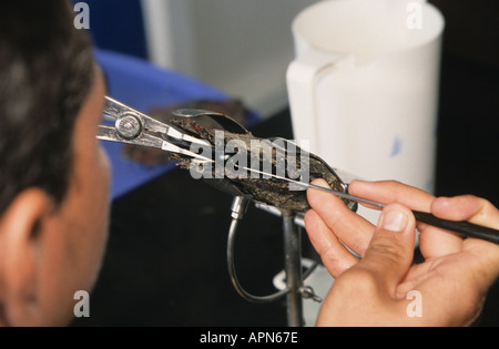 Removing black pearl from oyster shell in Manihi island the Tuamotus French Polynesia Stock Photo