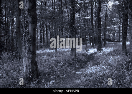 Bluebell Woods at Coed Cefn Crickhowell near Abergavenny Wales UK Stock Photo