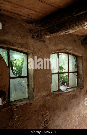 Cat looking through broken window in old barn Stock Photo