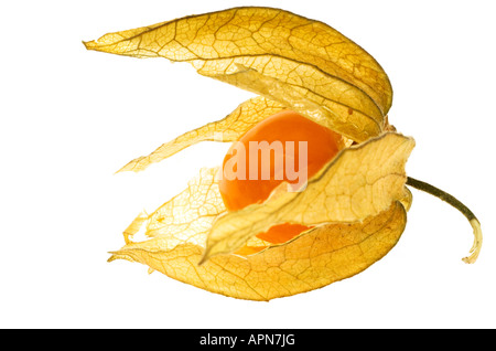 Physalis Cape Gooseberry Stock Photo