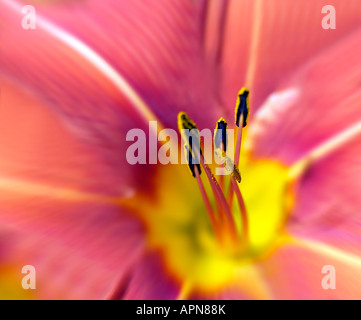 Flower horizontal Stock Photo
