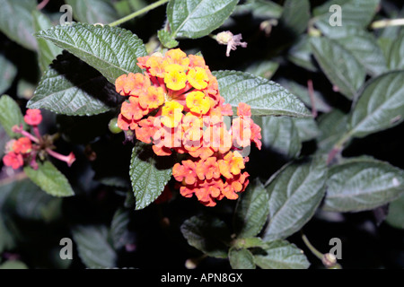Lantana/Verbena-lantana camara-Family Verbenaceae Stock Photo