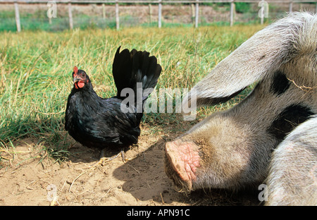 Black Bantum Hen & Gloucester Old Spot Pig Stock Photo