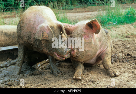 Free Range Pigs Stock Photo
