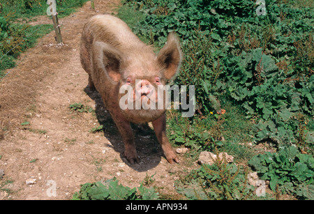 Middle White Sow on Sunny Morning Stock Photo