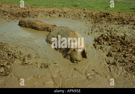 Pigs in Mud Wallow Aylesbury Bucks UK Summer Stock Photo