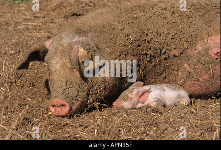 Free Range Pigs Vale of Aylesbury Bucks UK Summer Stock Photo