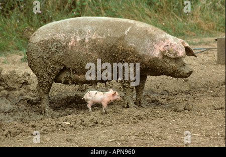 Free Range Pigs Vale of Aylesbury Bucks UK Summer Stock Photo