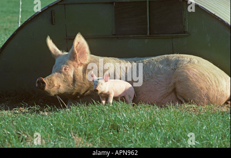 Free Range Pigs Vale of Aylesbury Bucks UK Summer Stock Photo
