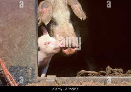 Free Range Pigs Vale of Aylesbury Bucks UK Summer Stock Photo