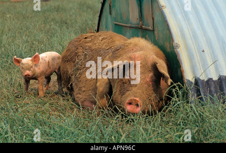 Free Range Pigs Vale of Aylesbury Bucks UK Summer Stock Photo