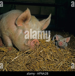 Middle White Sow and Piglet Stock Photo