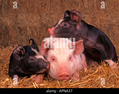 Old Berkshire and Large White Piglets Stock Photo