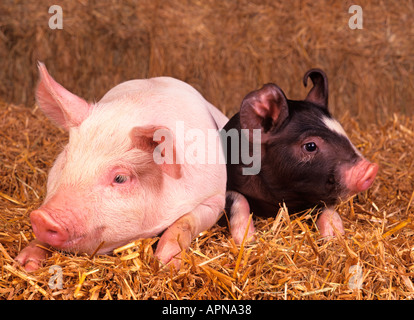 Old Berkshire and Large White Piglets Stock Photo