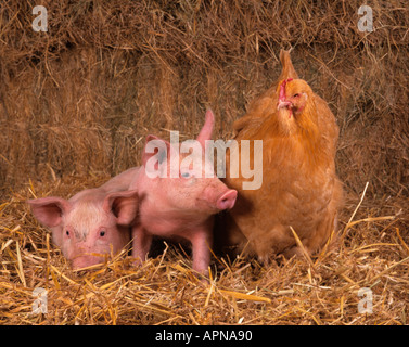 Chicken and Large White Piglets in Farmyard Setting Stock Photo
