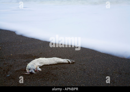 washed up white baby seal on beach Stock Photo