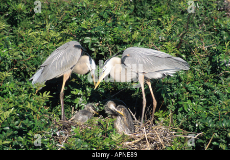 great blue heron (Ardea herodias), pair at nest, Feb 99. Stock Photo