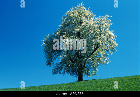 common pear (Pyrus communis), large pear tree, blooming Stock Photo