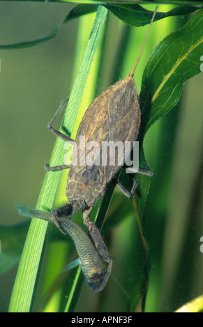 water scorpion (Nepa cinerea). Stock Photo