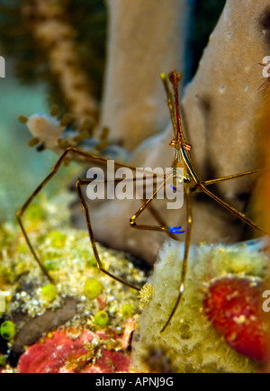 This tiny Yellowline Arrow Crab remains unconcerned when photographed near his home in a Florida coral reef. Stock Photo