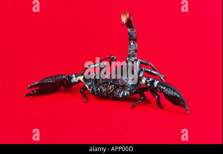 Common emperor scorpion Pandinus imperator cutout Stock Photo