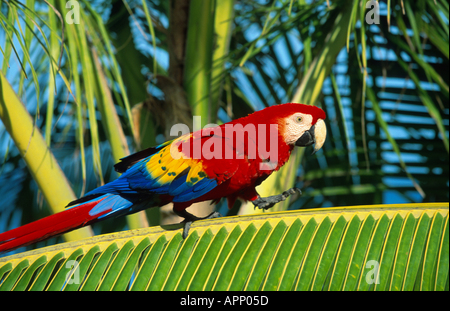 buffon's macaw (Ara ambigua), balancing over palm leaf. Stock Photo