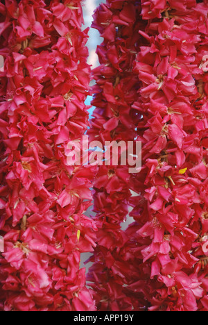 flower CHINE FOR SALE ONE flower MARKET IN TRIVANDRUM KERALA Stock Photo