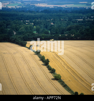 Aerial view of ripe wheat crops with combine harvesters in one field Berkshire Stock Photo