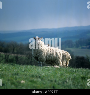 North Country mule ewe on grass with long wool before shearing Stock Photo