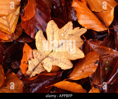 Oak leaves on woodland floor, Dunstaffnage, Oban, Argyll, Scotland, UK. Stock Photo