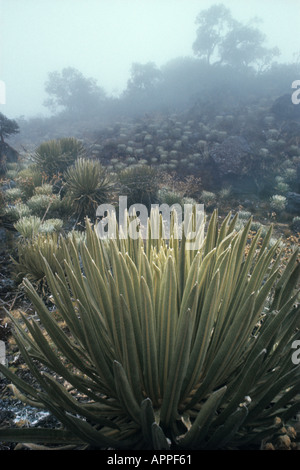 Foggy day among wet tropical alpine vegetation called Paramo in the Andes mountain range (Cordillera de los Andes) in Venezuela. Espeletia schultzii in foreground. The genus Espeletia ('frailejón') is endemic to the Andes of Venezuela, Colombia, and Ecuador.The Tropical Andes are a biodiversity hotspot. Stock Photo