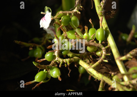 green Cardamom with flower in kerala Stock Photo