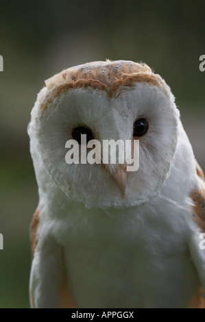 A Barn Owl (Tyto alba) portrait at the British Wildlife Centre. Stock Photo