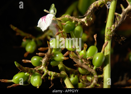 green Cardamom with flower in kerala Stock Photo