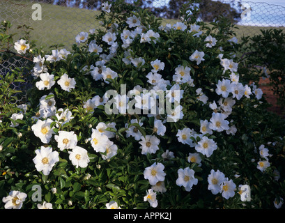 A fairly rare evergreen white shrub rose Bracteata or The MacCartney rose Stock Photo