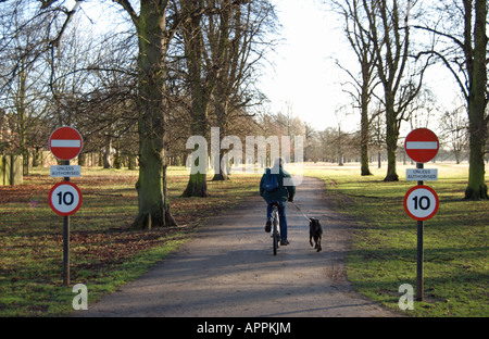 man on bicycle exercises a dog on a lead in a quiet lane in bushy park, near london, england, passing symmetrical road signs Stock Photo