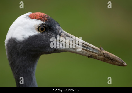 Red-crowned Crane (Grus japonensis) Stock Photo
