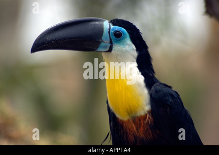 Sulphur and White Breasted Toucan Stock Photo