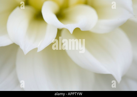 white flower petals close up macro detail pattern background dahlia Stock Photo