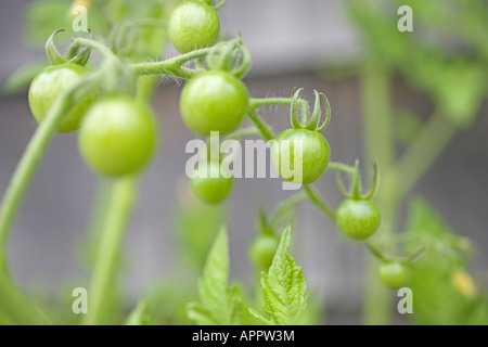 young green tomatoes cherry tomatoes on vine tomato vine organic natural garden Stock Photo