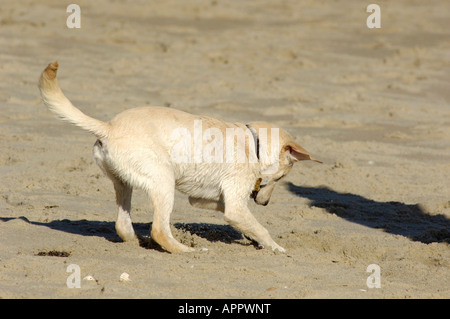 A puppy digging in the sand on a beach in the Outer Banks NC Stock Photo