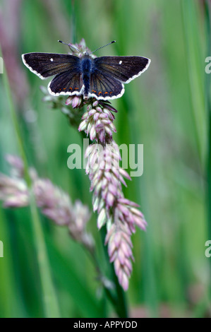 northern brown argus butterfly aricia artaxerxes strathspey highlands scotland june Stock Photo