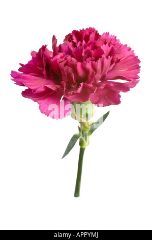 Pink carnation flower Stock Photo