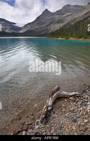 Snag canada hi-res stock photography and images - Alamy