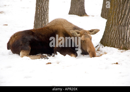 A moose resting in the snow Stock Photo